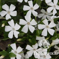 Барвинок малый Альба-1