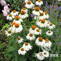 Белый Лебедь-1