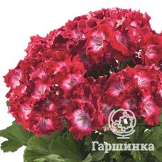 Пеларгония королевская Бермуда Дак Ред-1