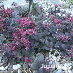 Очиток Бертрам Андерсон-1