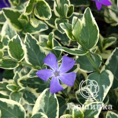Барвинок большой Вариегата-1