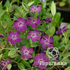 Барвинок малый Атропурпуреа-1