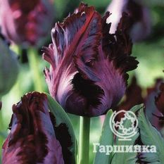 Тюльпан Блэк Пэррот-1