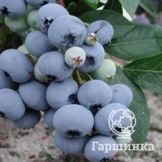 Блуголд (раннеспелый)-1