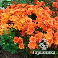 Хризантема Мультифлора Бранбич Оранж (Branbeach Orange)-1