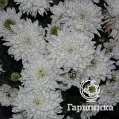 Хризантема Мультифлора Бранфонтейн Вайт (Branfountain White)-1