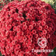 Хризантема Мультифлора Браншторм (Branstorm)-1