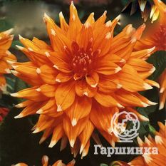 Георгина Колор Спектакль-1