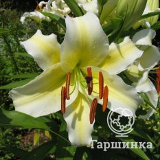 Конка Д’ор (Conca D'Or)-1