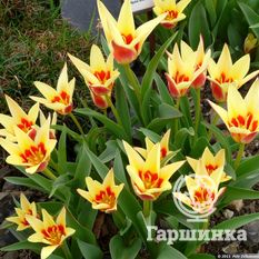 Тюльпан Корона-1