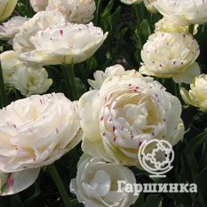 Тюльпан Дэнс Лайн-1