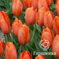 Дарвиоранж-1