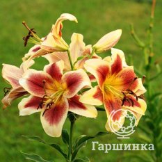 Дебби (Debby)-1