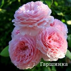 Роза Джеймс Гелвей-1