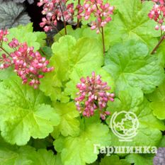 Литтл Кьюти Свит Тарт-1