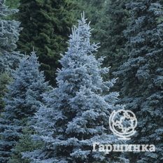 Ель колючая Kaibab-1