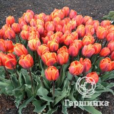 Тюльпан Эрмитаж-1