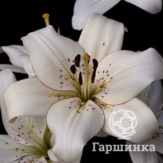 Элайнер (Eyeliner)-1