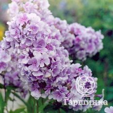 Флокс метельчатый Лаванделвольке (LavendelWolke)-1