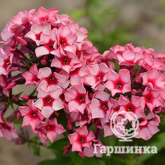 Флокс метельчатый Редкариббен(Redcaribbean)-1