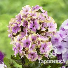 Флокс метельчатый Щербет Коктейл (SherbetCocktail)-1