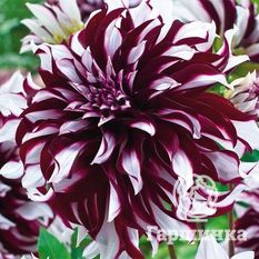 Георгина декоративная Тартан-1