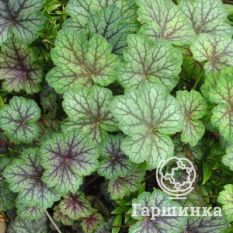 Далс Страйн-1