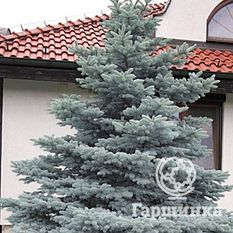 Ель колючая Мисти Блу-1