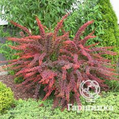 Голден ринг-2