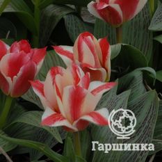 Тюльпан Грэйгс Хэппи-1