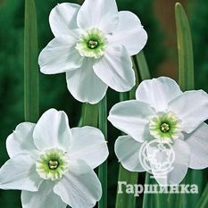 Грин Айд Лейди-1