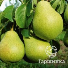 Груша Гвидон-1