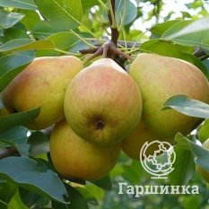 Груша Память Жегалова-1