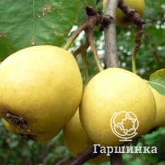 Груша Скороспелка из Мичуринска-1