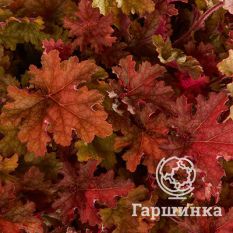 Джинжер Пич-1