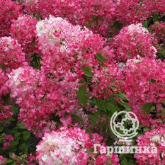 Пинк Даймонд-1