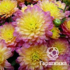 Хризантема Мультифлора Жаклин Пич (Jacqueline Peach)-1