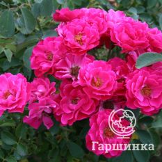 Роза Джон Франклин канадская парковая-1