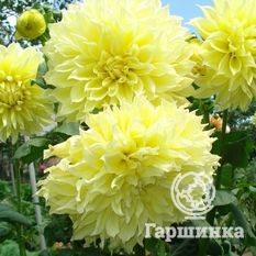 Георгина Кельвин Флудлайт декоративная-1