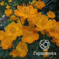 Голден Квин-1