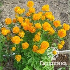 Оранж Принцесс-1