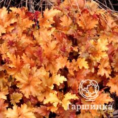 Амбер Вэйвс-1