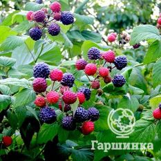 Малина черная Кумберленд-1