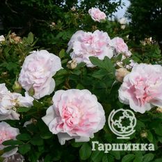 Роза Мартин Фробишер канадская парковая-1