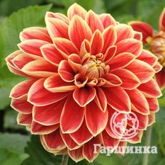 Георгина Максим-1