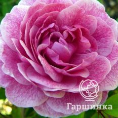 Роза Морден Руби канадская парковая-1