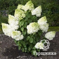 Мэджикал Мунлайт-1