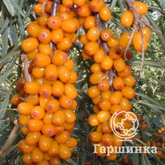 Ботаническая-1