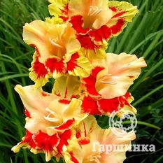 Гладиолус Огни Арбата-1
