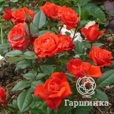 Роза Оранж Джувел миниатюрная-1